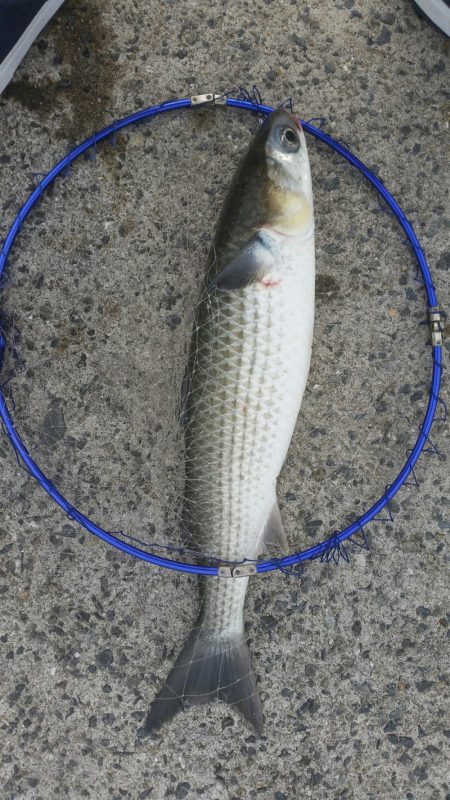 紀州釣りに挑戦！！